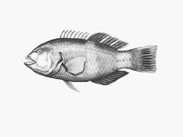 Notolabrus tetricus