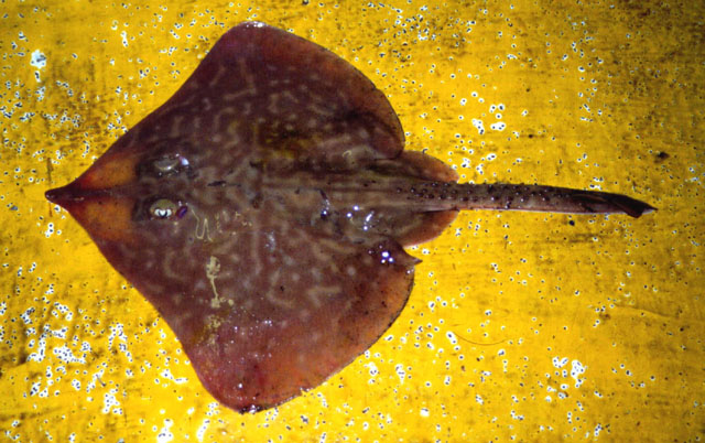Dentiraja australis