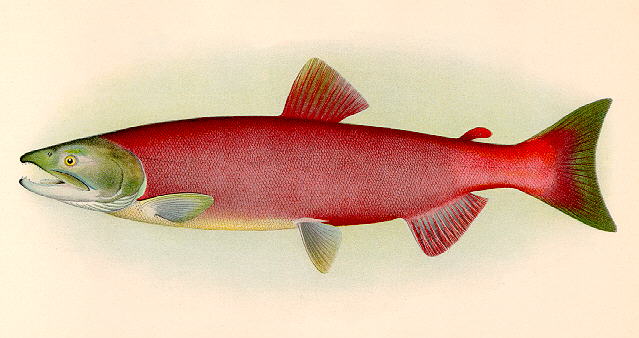 Oncorhynchus nerka