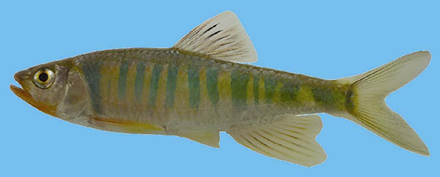 Opsariichthys duchuunguyeni