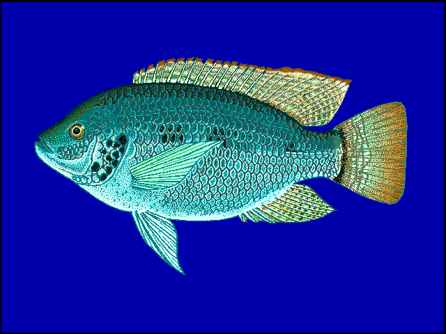 Oreochromis andersonii