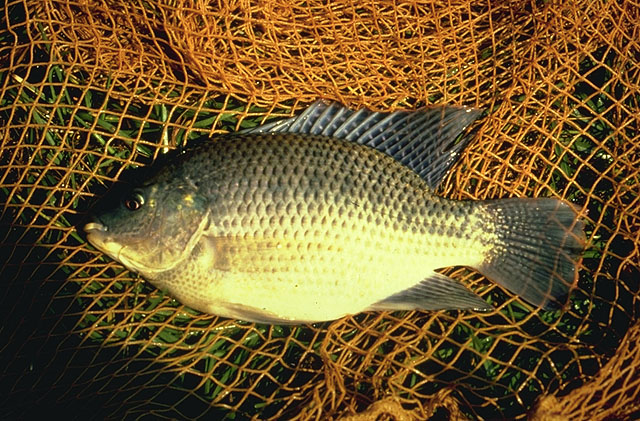 Oreochromis aureus