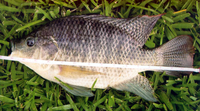 Oreochromis aureus