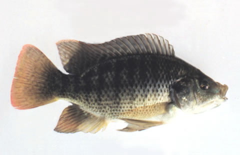 Oreochromis aureus