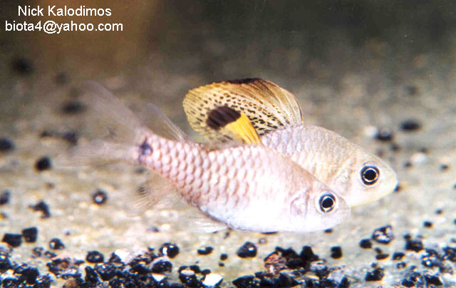 Oreichthys crenuchoides