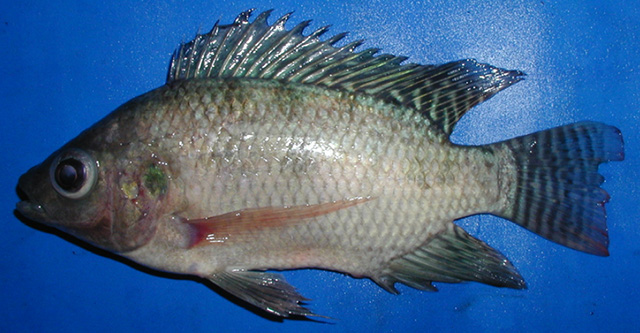 Oreochromis niloticus