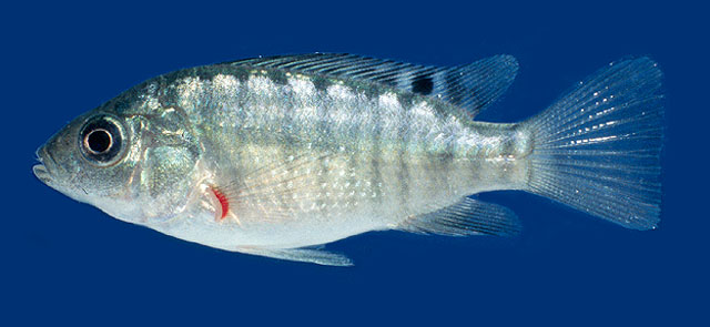 Oreochromis niloticus