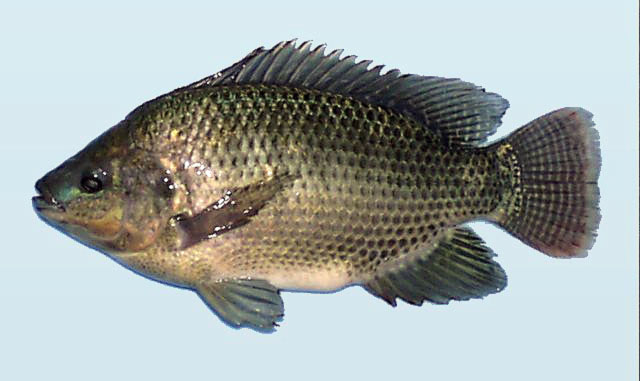 Oreochromis niloticus