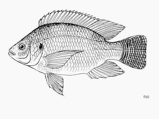 Oreochromis niloticus