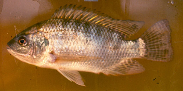 Oreochromis niloticus