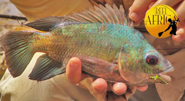 Oreochromis niloticus