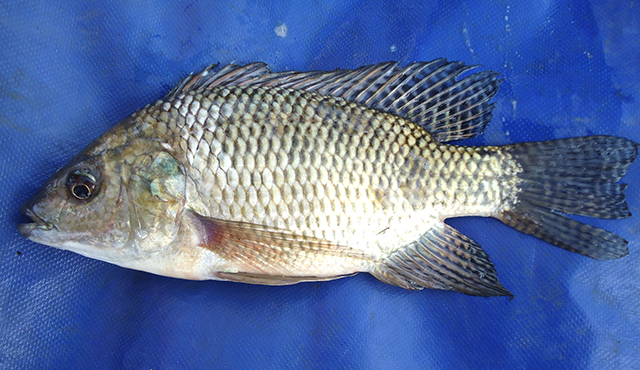 Oreochromis niloticus