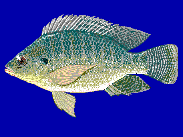 Oreochromis niloticus