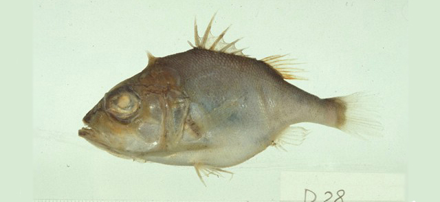 Ostracoberyx dorygenys