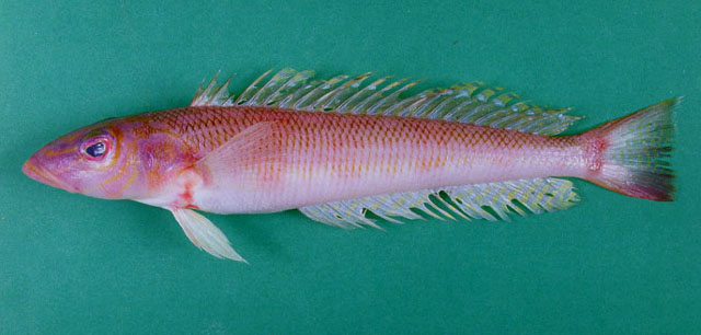 Parapercis alboguttata