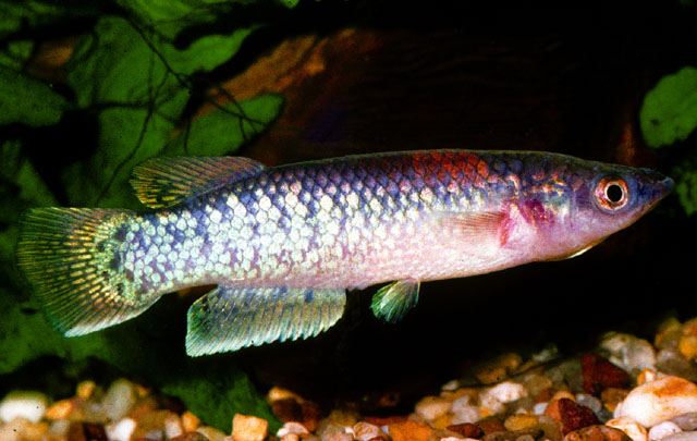 Pachypanchax arnoulti