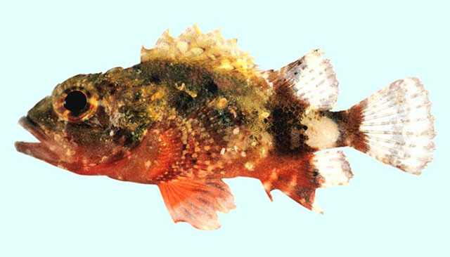 Parascorpaena aurita