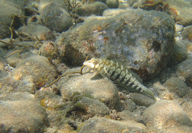 Parapercis australis