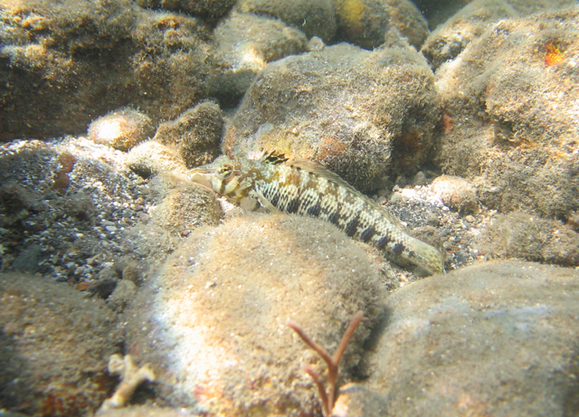 Parapercis australis