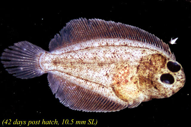 Paralichthys californicus