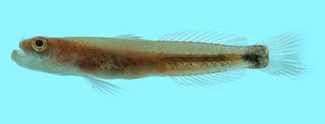 Paraxenisthmus cerberusi
