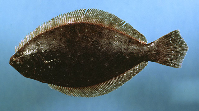 Paralichthys dentatus