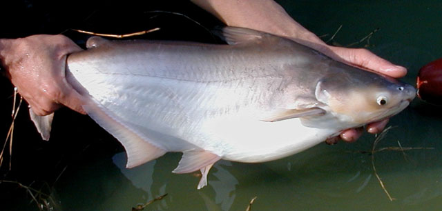 Pangasius djambal