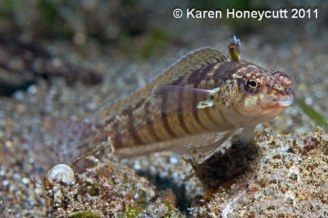 Parapercis lineopunctata