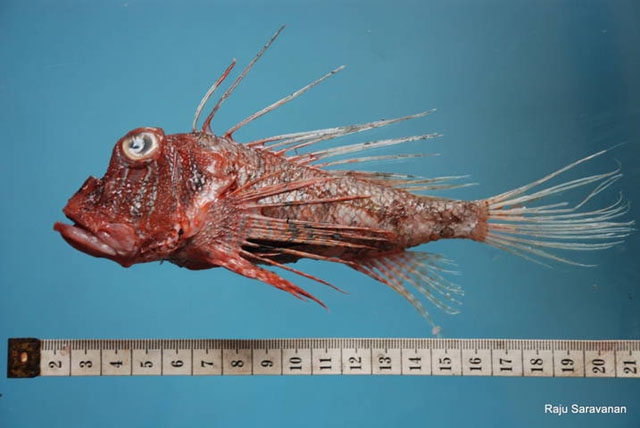 Parapterois macrura