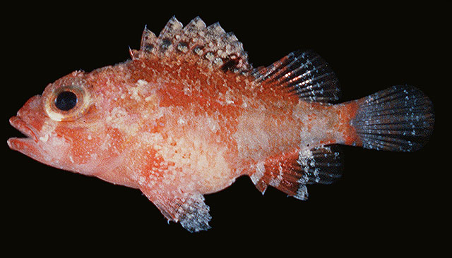 Parascorpaena mcadamsi