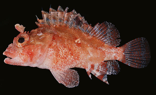 Parascorpaena mcadamsi