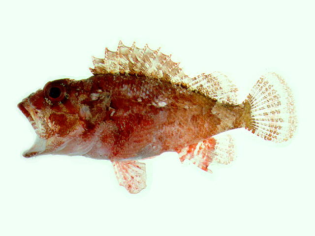 Parascorpaena mcadamsi