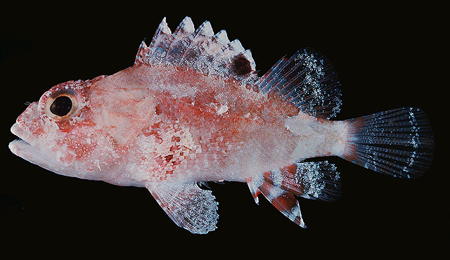 Parascorpaena mcadamsi