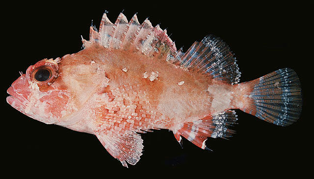 Parascorpaena mcadamsi