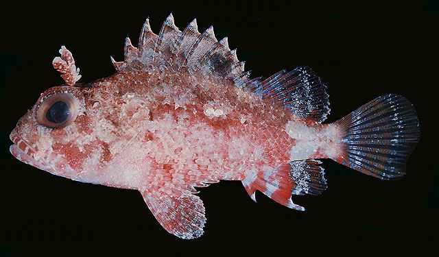 Parascorpaena mcadamsi