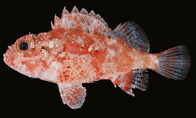 Parascorpaena mcadamsi