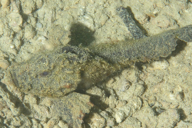 Paraploactis obbesi