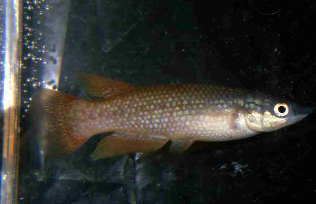 Pachypanchax omalonotus