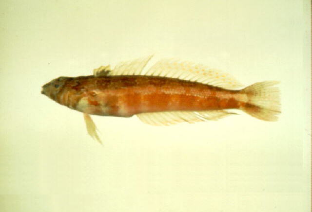 Parapercis pulchella