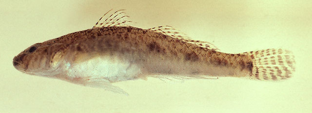 Favonigobius reichei
