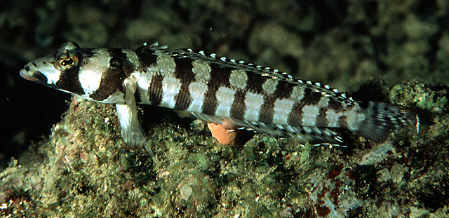 Parapercis tetracantha