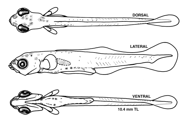 Perca flavescens