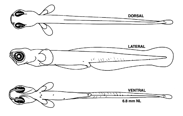 Perca flavescens