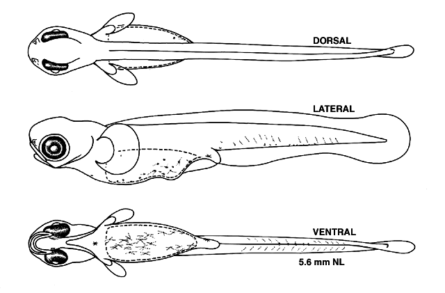 Perca flavescens