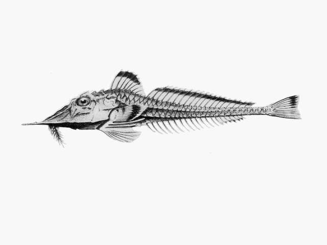 Peristedion liorhynchus