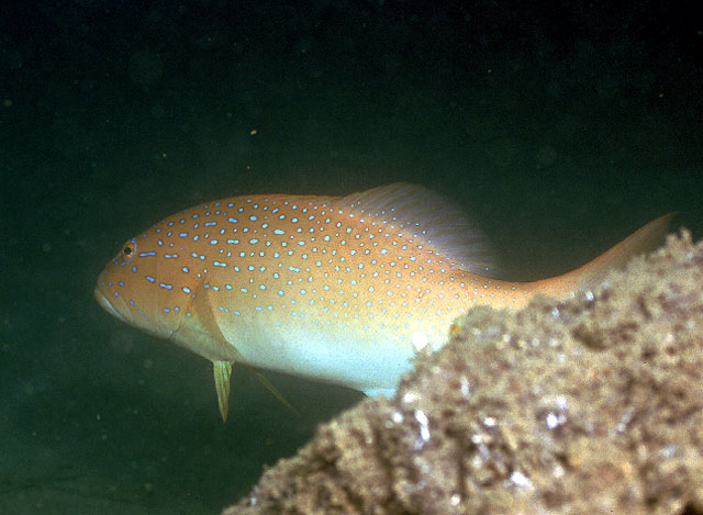 Plectropomus maculatus