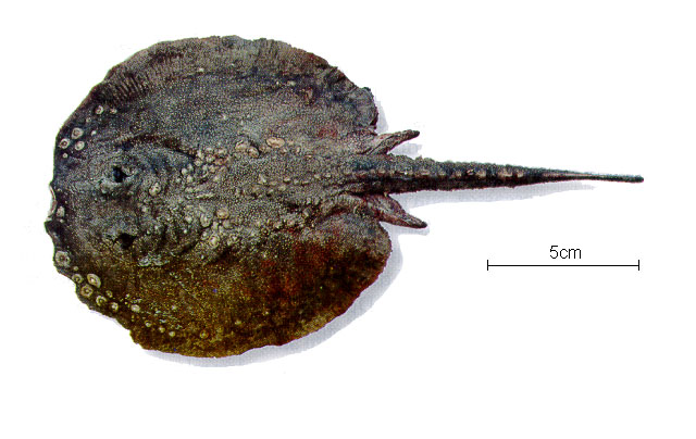 Potamotrygon constellata