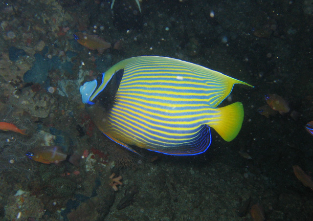 Pomacanthus imperator