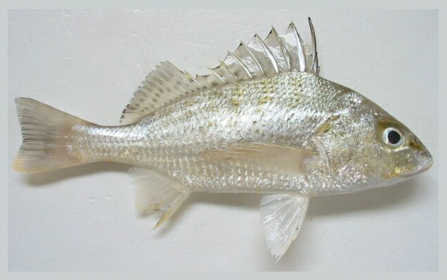 Pomadasys kaakan