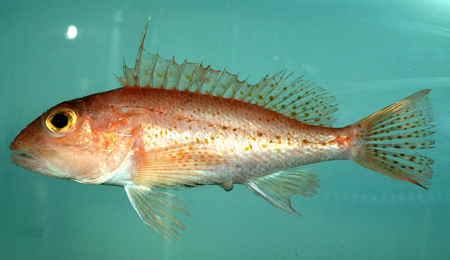 Pontinus longispinis